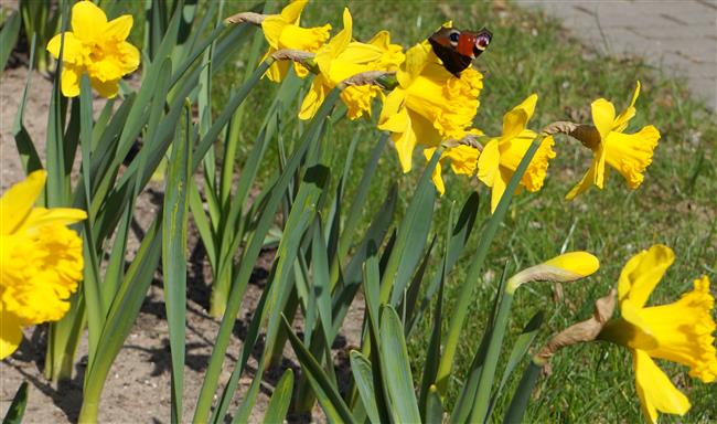 Akcja „Pola Nadziei 2014” – rozwitły żonkile