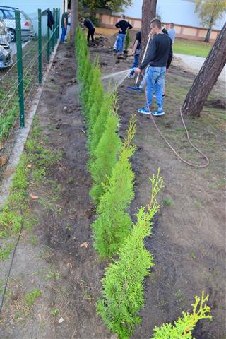 Akcja: „Dbamy o przyrodę. Sadzimy tuje”